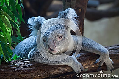 Queensland koala (Phascolarctos cinereus adustus). Stock Photo