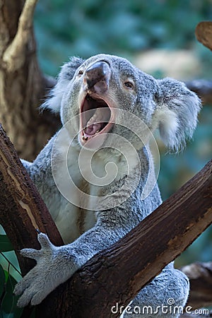 Queensland koala (Phascolarctos cinereus adustus). Stock Photo