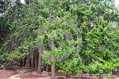 Queenstown Douglas Fir Pine Forest Stock Photo