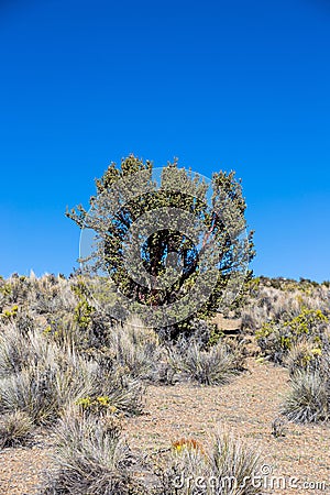 Quenoa forest on Natural Park of Sajama, Bolivia. Stock Photo