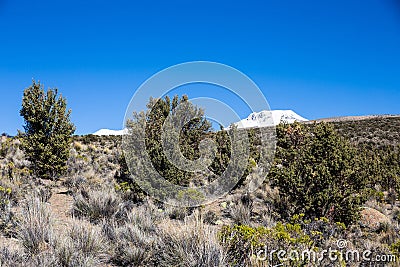 Quenoa forest on Natural Park of Sajama, Bolivia. Stock Photo