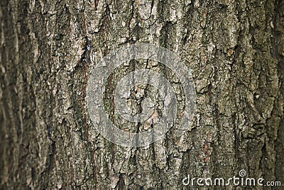 Quercus robur bark Stock Photo
