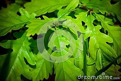 Quercus robur Stock Photo