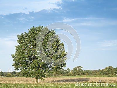 Quercus robur german oak left Stock Photo