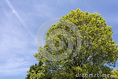 Quercus serrata tree Stock Photo