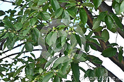 Quercus serrata unripe acorns. Fagaceae deciduous tree. Stock Photo