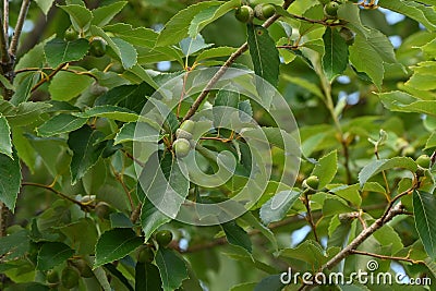 Quercus serrata unripe acorns. Fagaceae deciduous tree. Stock Photo