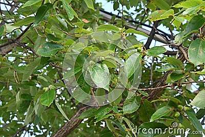Quercus serrata unripe acorns. Fagaceae deciduous tree. Stock Photo