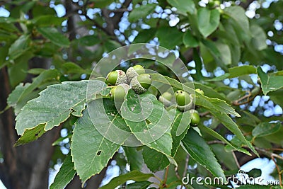 Quercus serrata unripe acorns. Fagaceae deciduous tree. Stock Photo