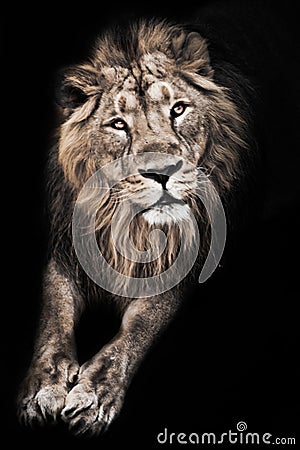 Questioning moon lion male lies in the dark stretching out powerful paws, black Stock Photo