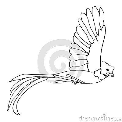 Quetzal Bird monochrome Cartoon Illustration