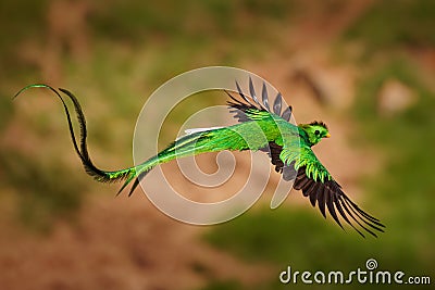 Quetzal - Pharomachrus mocinno male - bird in the trogon family, found from Chiapas, Mexico to western Panama, well known for its Stock Photo