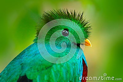 Quetzal, Pharomachrus mocinno, from nature Costa Rica with green forest. Magnificent sacred mistic green and red bird. Stock Photo