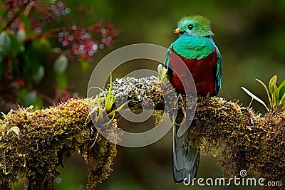 Quetzal, Pharomachrus mocinno, from nature Costa Rica with pink flower forest. Magnificent sacred mystic green and red bird. Stock Photo