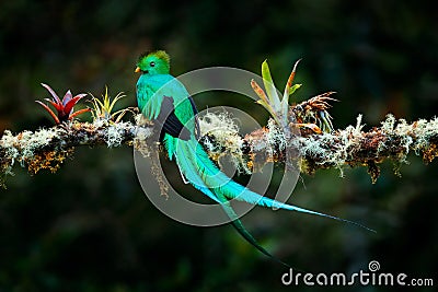 Quetzal, Pharomachrus mocinno, from nature Costa Rica with pink flower forest. Magnificent sacred mystic green and red bird. Stock Photo