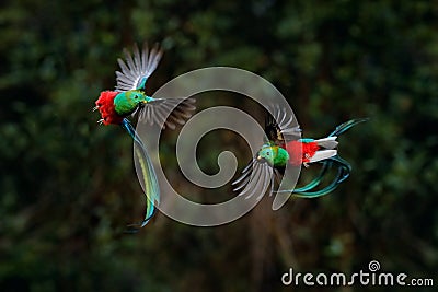 Quetzal, Pharomachrus mocinno, from tropic in Costa Rica with green forest, two birds fly fight. Magnificent sacred green and red Stock Photo