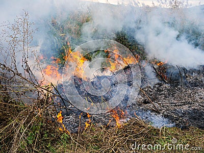 Quickly spreading wildfire close up shot, negligent people causing the fire Stock Photo