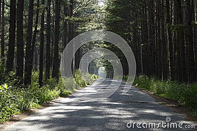 Quiet country road on a sunny day Stock Photo