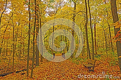 Quiet Forest Path in the Fall Stock Photo