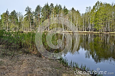 Quiet forest river in may. Stock Photo