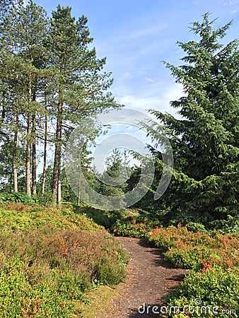 Quiet morning on Cofton Hill among the bilberries Stock Photo