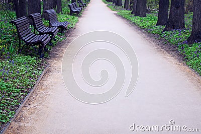 Quiet park alley with wooden benches Stock Photo