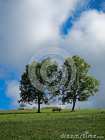 Quiet Park Bench Under Two Trees Stock Photo
