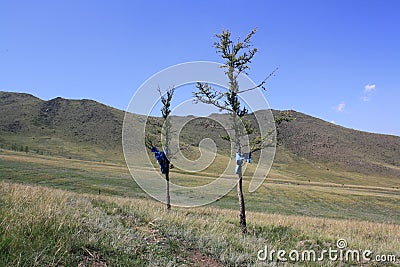 The quiet pine trees, unknown steppe, Tuv, Mongolia. Stock Photo