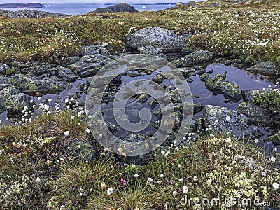 Quiet pool with rocks and flowers, Fogo Island Stock Photo