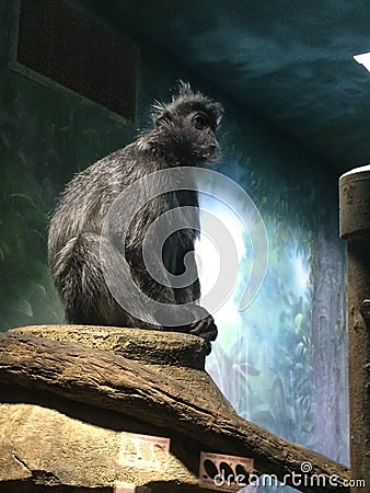 Quiet primate Stock Photo