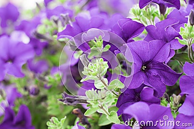 Quiet purple. Spring Scenes. Stock Photo