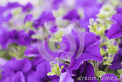 Quiet purple. Spring Scenes. Stock Photo