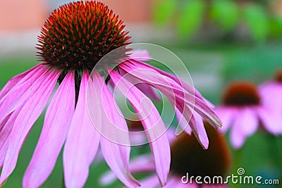 Beautiful Pink Echinacea Flower Stock Photo