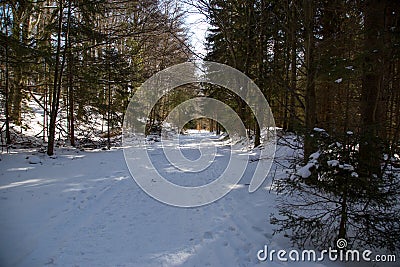 A quiet, snowy path in the middle of a forest Stock Photo