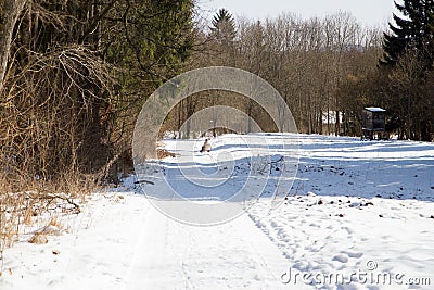 A quiet, snowy path in the middle of a forest Stock Photo