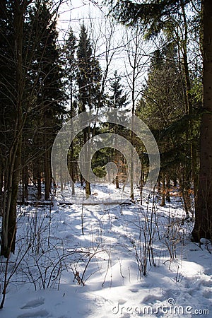 A quiet, snowy path on a sunny day Stock Photo