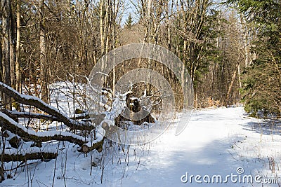 A quiet, snowy path on a sunny day Stock Photo