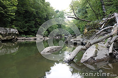 Quiet stream in the woods Stock Photo