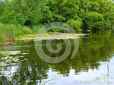 The quietest part near the shore of the dam fascinates with tranquility and greenery Stock Photo
