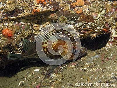 Quillback Rockfish (Sebastes maliger) Stock Photo