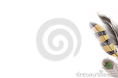 Quills on the white background Stock Photo