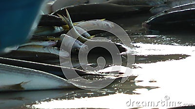 Quilogramas que pesam na loja dos peixes filme Quilogramas que pesam na loja dos peixes filme
