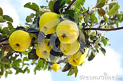 Quince Stock Photo