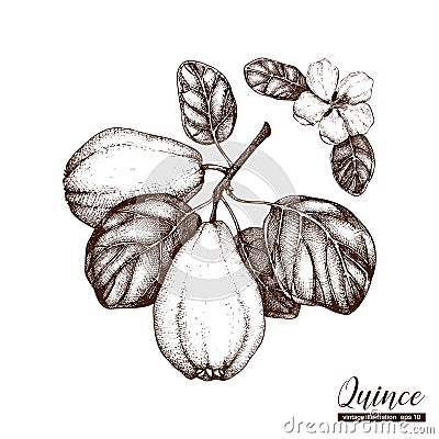 Vector quince vintage sketch. Hand drawn illustration. Engraved fruit drawing. Botanical design template. Cartoon Illustration