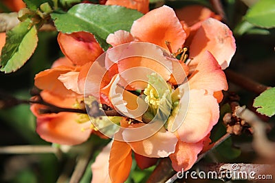 Quince blossoms Stock Photo