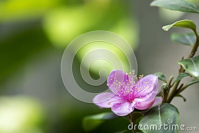 Quince blossoms flowers on nature background Stock Photo