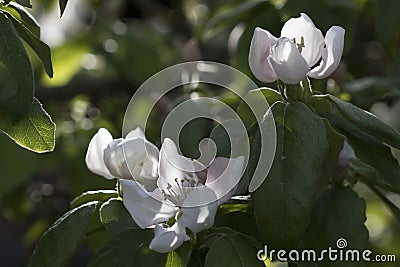 Quince Blossoms Stock Photo