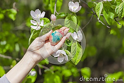 Quince blossoms on a quince tree Stock Photo