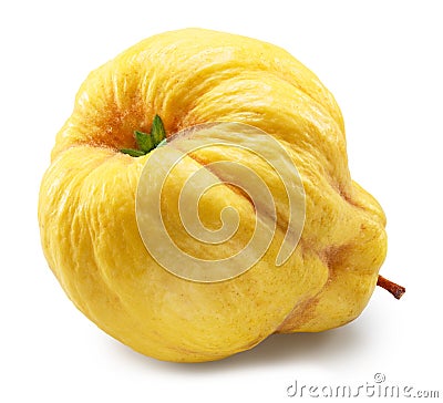 Quince bottom view isolated on white background. File contains clipping path Stock Photo