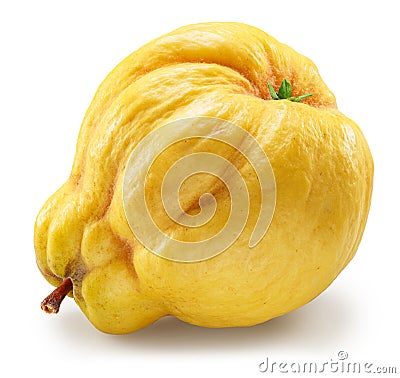 Quince bottom view isolated on white background. File contains clipping path Stock Photo